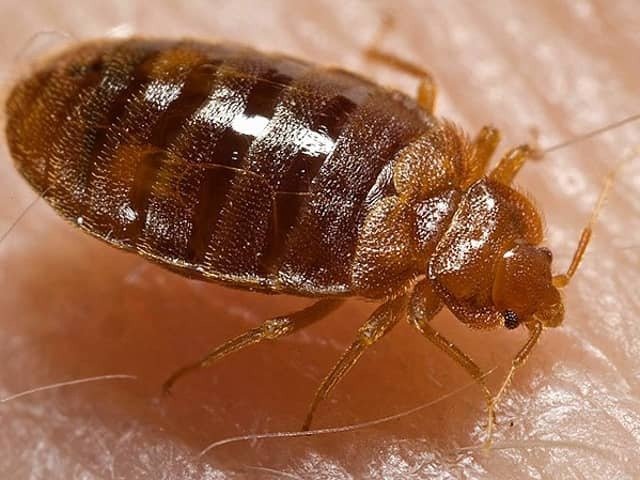 Casos isolados de percevejo de cama podem se transformar em um verdadeiro surto em locais com grande rotatividade de pessoas, como hotéis, pousadas e alojamentos. Quando ocorre um surto dessa afecção, os insetos se espalham com facilidade de um quarto para o outro pelas frestas das paredes, dutos e bagagens, exigindo medidas rigorosas de dedetização e higienização para eliminar todos os focos.