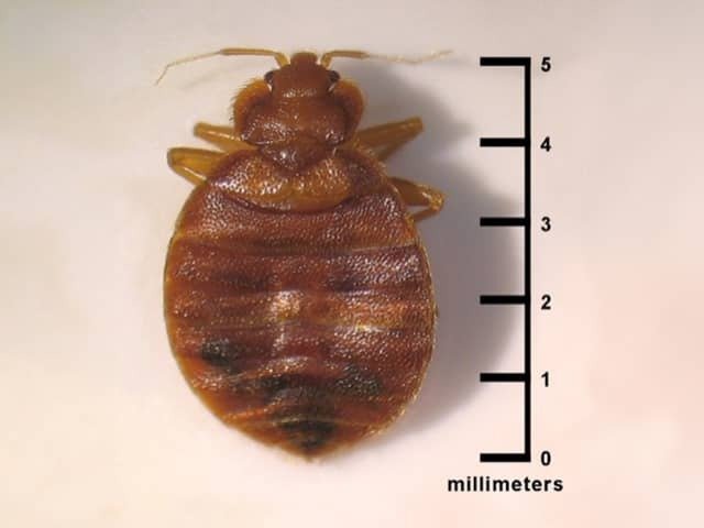 Apesar de causar um grande incômodo, o percevejo de cama é um artrópode bem pequeno, medindo cerca de 4 a 7 milímetros de comprimento — um tamanho muito parecido com o de uma semente de maçã. Ele tem o corpo achatado e uma cor castanho-avermelhada, o que facilita bastante para se esconder em frestas minúsculas e ranhuras da cama.
