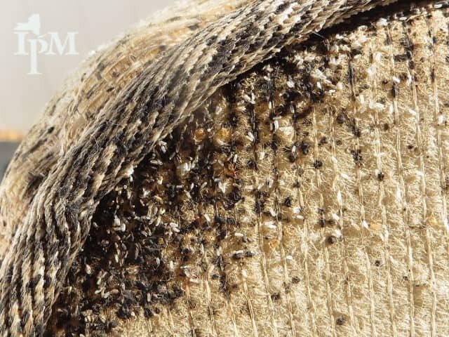 O percevejo de cama adora se esconder em locais escuros e macios, tornando o colchão um dos seus alvos favoritos. A infestação acontece quando levamos esses insetos para dentro de casa sem perceber, grudados em malas, roupas de cama ou móveis usados. Uma vez instalados nas costuras e dobras do colchão, eles se multiplicam rapidamente e saem à noite para se alimentar.